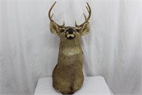 Head and Shoulder White Tail Deer Mount