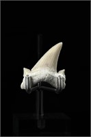Shark tooth - L: 1.38", W:1.30"
