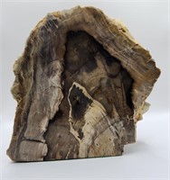 Petrified Wood from Oregon 15 MYO