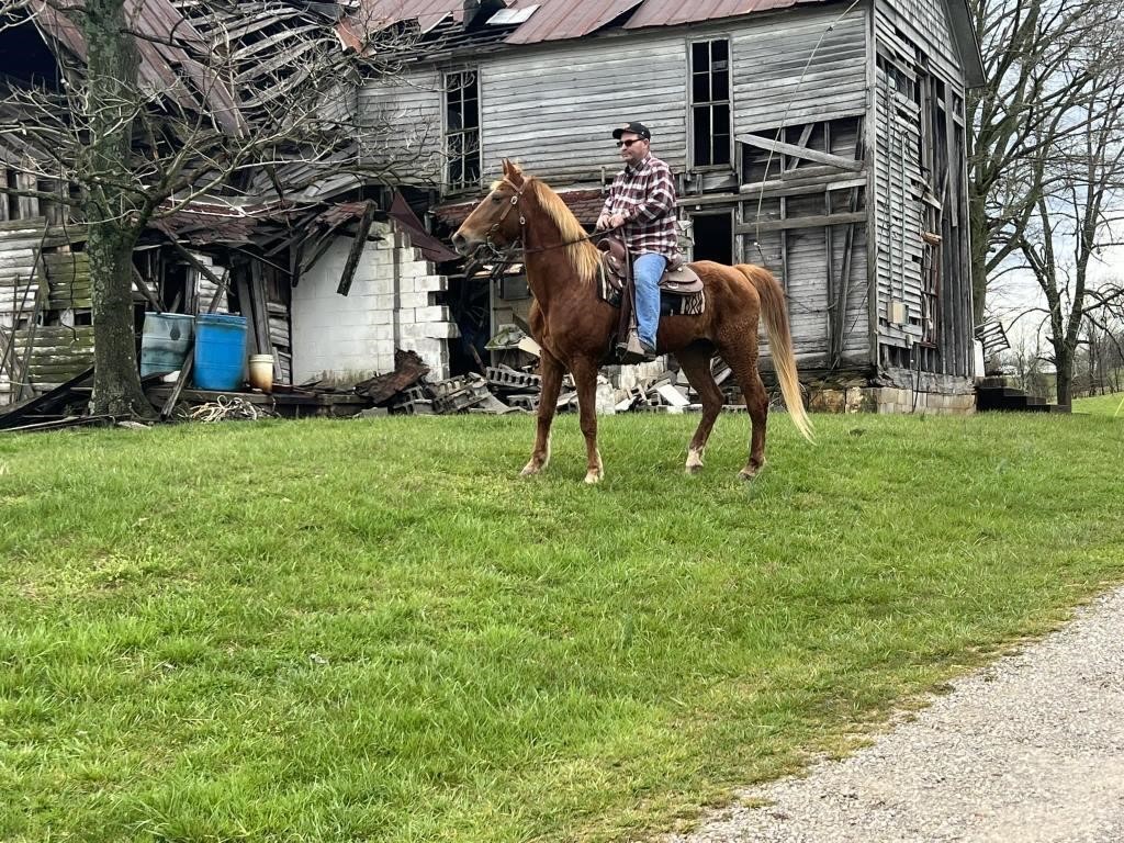 Billy - 14 YO Sorrel Gelding