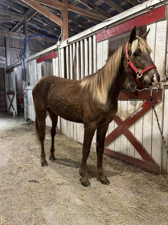 John - 3 YO Chocolate Gaited Gelding