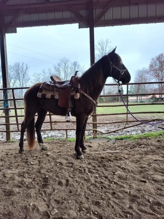 Bandit - 2 YO Black TWH Gelding