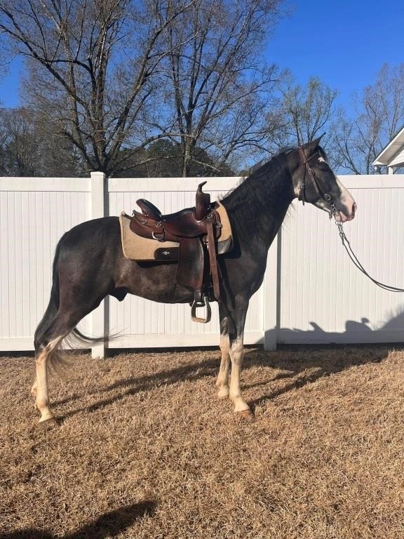 Real Jose - 2020 TWH Black Roan Gelding