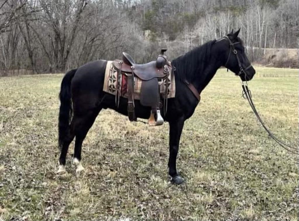 Newt - 5 YO Kentucky Mountain Gelding