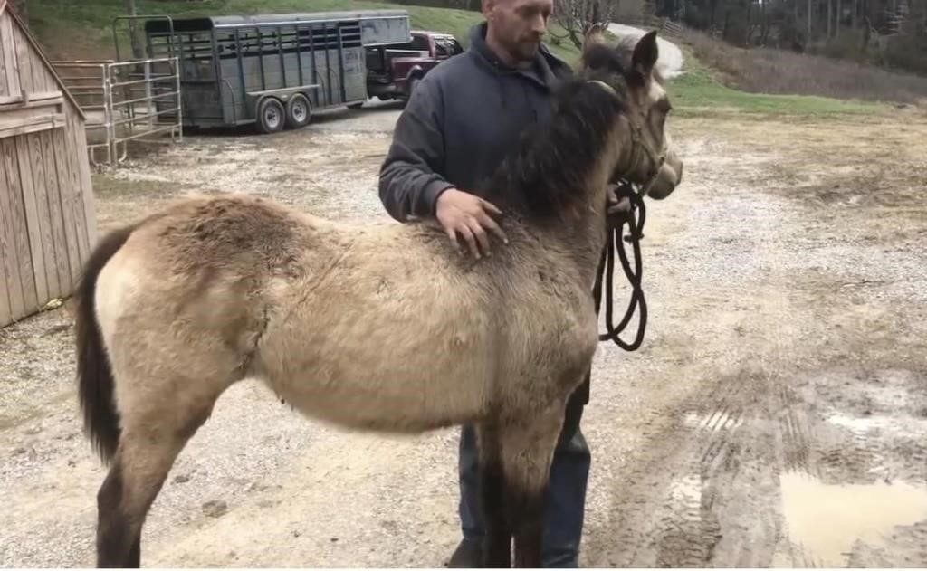 Daisy - Buckskin KY Mtn Yearling Filly