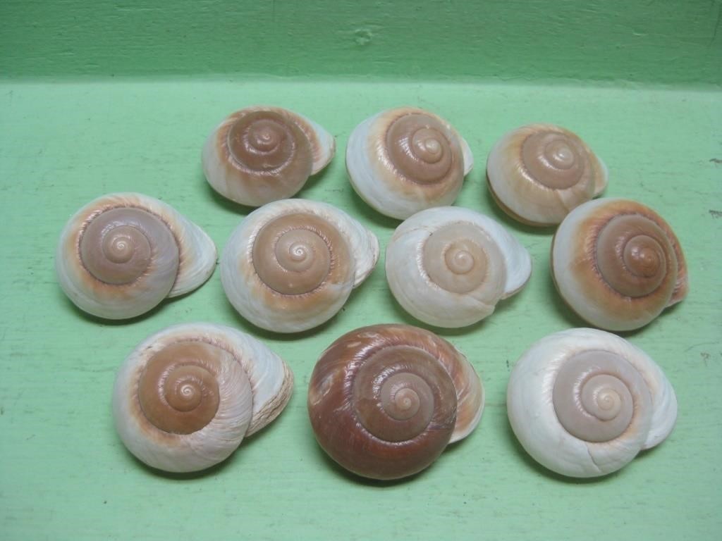 Ten Philippines Land Snail Shells