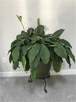 Real Live Plant