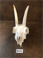 Skull Rare Odditiy great find