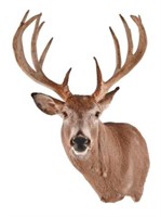 Trophy Whitetail Deer Taxidermy Shoulder Mount