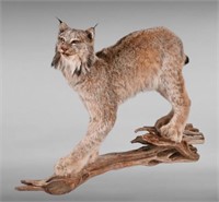 Lynx Taxidermy Mount