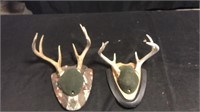 Deer antlers (2)and mount kit