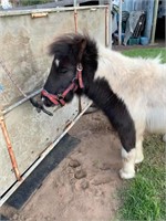 (VIC) SAMMY - SHETLAND X GELDING