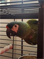 Male-Illigers Macaw- Adult breeder, cage tame