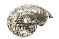 Ammonite Goniatite Polished Fossil
