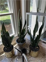 3 Snake Plants in Pots