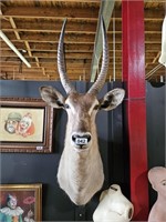 Water Buck Taxidermy Mount. Measures 54" Tall