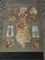 Vintage Nystrom/Frose Anatomical Chart "The