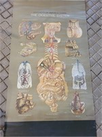 Vintage Nystrom/Frose Anatomical Chart "The