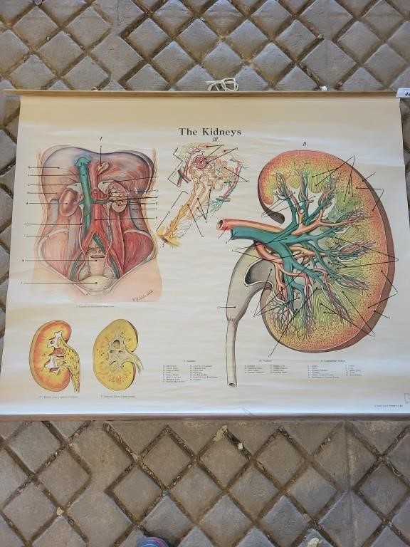 Vintage "The Kidneys" Anatomical Chart by Rudolf