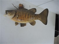 REAL LARGE TAXIDERMY FISH ON PIECE OF WOOD