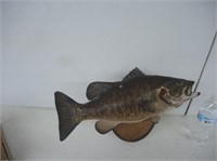 REAL BASS TAXIDERMY MOUNT ON PLAQUE