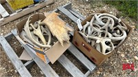 2 Boxes of Shed Antlers