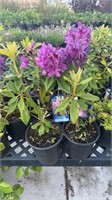 4 Lots of 1 ea 1 Gal Dark Purple Rhododendron