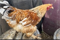 Rooster-Standard Barnyard Mix-1 year or less