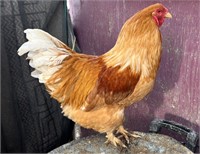 Rooster-Standard Barnyard Mix-1 year or less