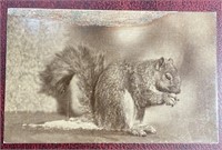 Antique Postmarked & Stamped Squirrel RPPC