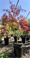 (1) Japanese Maple Leroy Red - weeping