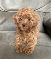 Boy-Toy Cavapoo Puppy-8 weeks
