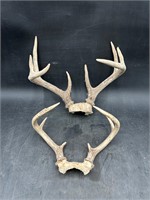 Deer Antlers