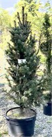 (1) Blue Totem Blue Spruce - 10 gallon pot - 5 ft