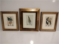 Turpin Lambert Botanical Lithographs
