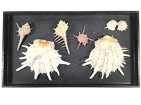 Spiny Oyster Venus Comb Murex Shells +