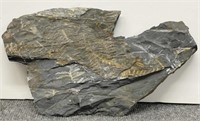Slate piece with FERN fossils