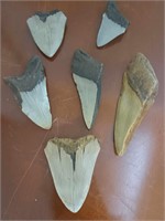 LOT DEAL OF ASSORTED SHARKS TEETH - FOSSILS