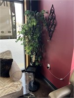 FICUS PLANTS