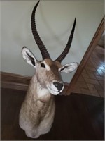 Common Waterbuck Taxidermy Mount