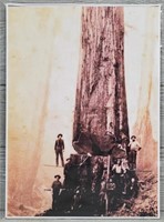 Loggers w/ Giant Tree Print