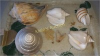 Sea Shell Collection Estate Rare!