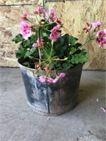 Bucket with Geraniums