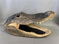 Taxidermy Alligator Head