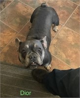 Female-French Bulldog-Intact, 03/26/2019