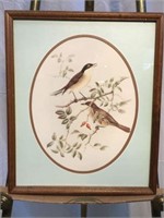 "Curruca Orphea Orphean Warbler" Framed Print