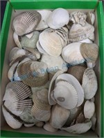 Box of seashells