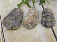 TRILOBITE ROCK STONE LAPIDARY SPECIMEN