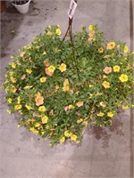 Flowers Large Hanging Basket