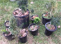 Boxwoods - lot of eight boxwoods in pots.